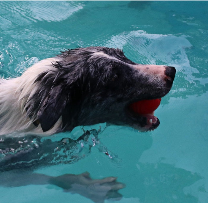 Pet Dog Bouncy Ball Bite-resistant Solid Ball Rubber Bite Pets DealSniper.net