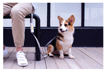 Pet Supplies New Dog Elastic Leash Small And Medium-sized Pets dealsniper-net