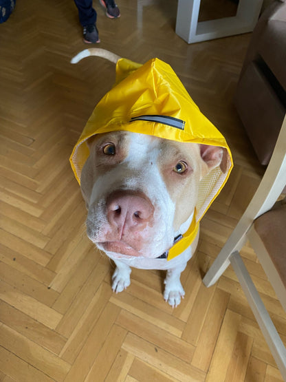 Pet Waterproof Windproof Hood Puppy Raincoat Pets dealsniper-net