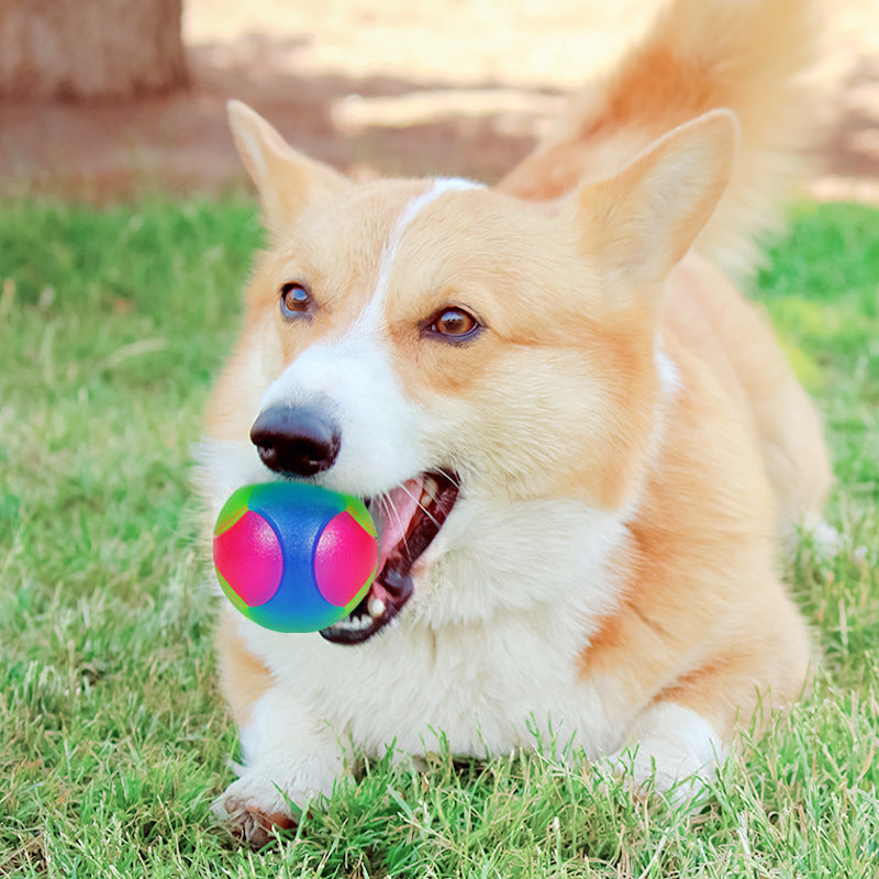 Small Dog Pet Training Interactive Luminous Elastic Ball Pets Gym From House