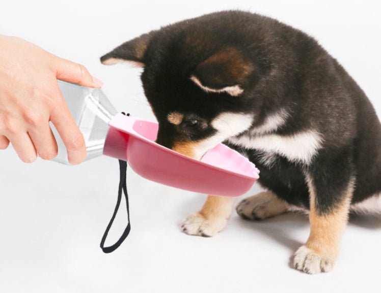 The Dog Goes Out To The Water Jug Pets Gym From House