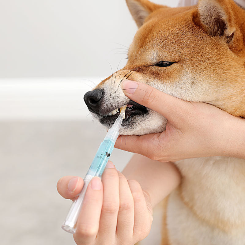 Pet Teeth Repairing Kit For Dog Cat Teeth Cleaning Pen Kit Pets Gym From House