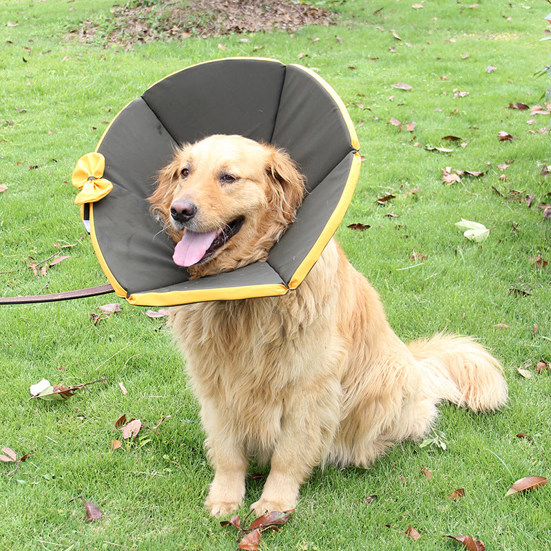 Pet Supplies Dog Sick Care Collar Pets Gym From House Black 2XL