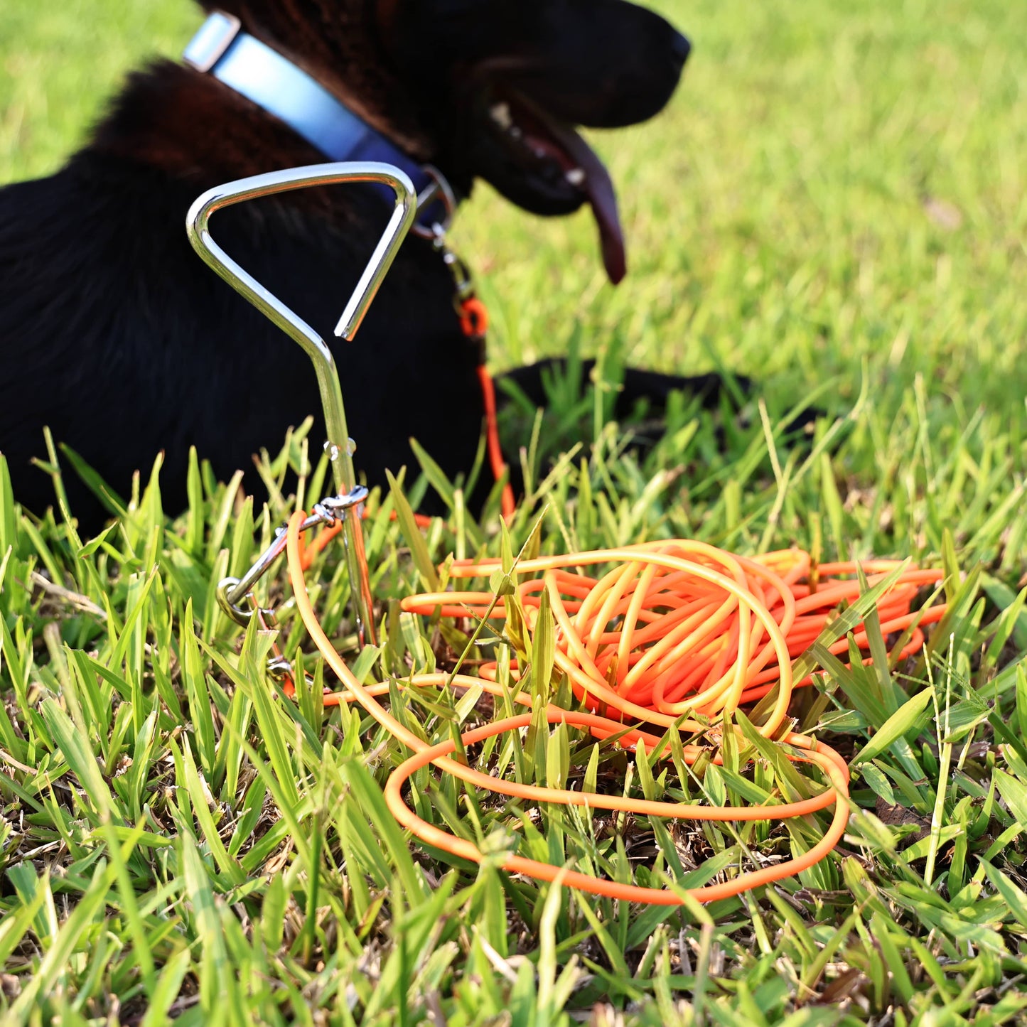 Ground Stake Fixed Dog Leash Pets dealsniper-net