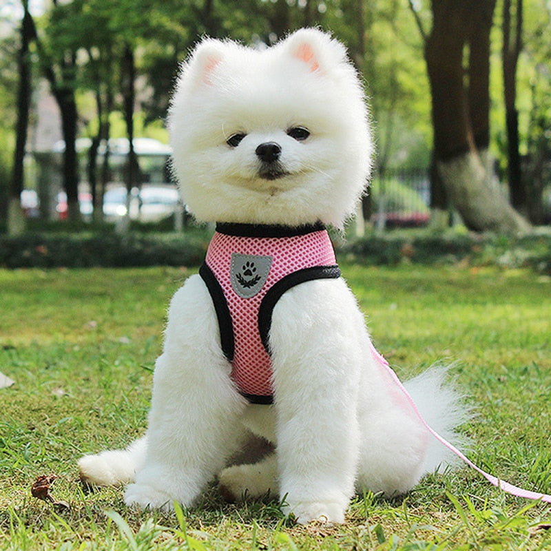 Pet Car Seat Belt Pet Leash Pets Gym From House
