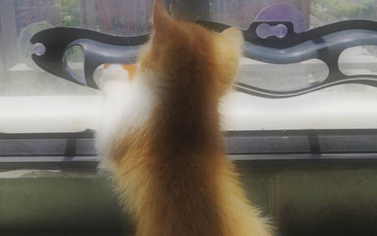 Windowsill Pets Toy Cat Track Ball Pet Products Pets DealSniper.net