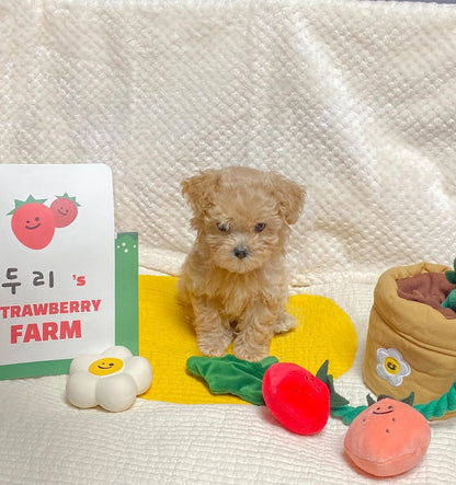 Strawberry Potted Plant Set Tibetan Food BB Called Pull Toy Pets dealsniper-net