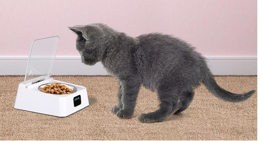 Pet 5G Bowl Automatic Pet Feeder Pets Gym From House