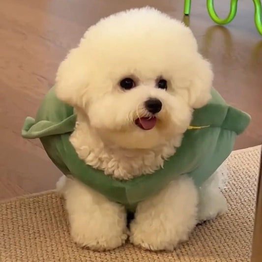 Turtle Shell Pet Vest Funny Clothes Pets Gym From House