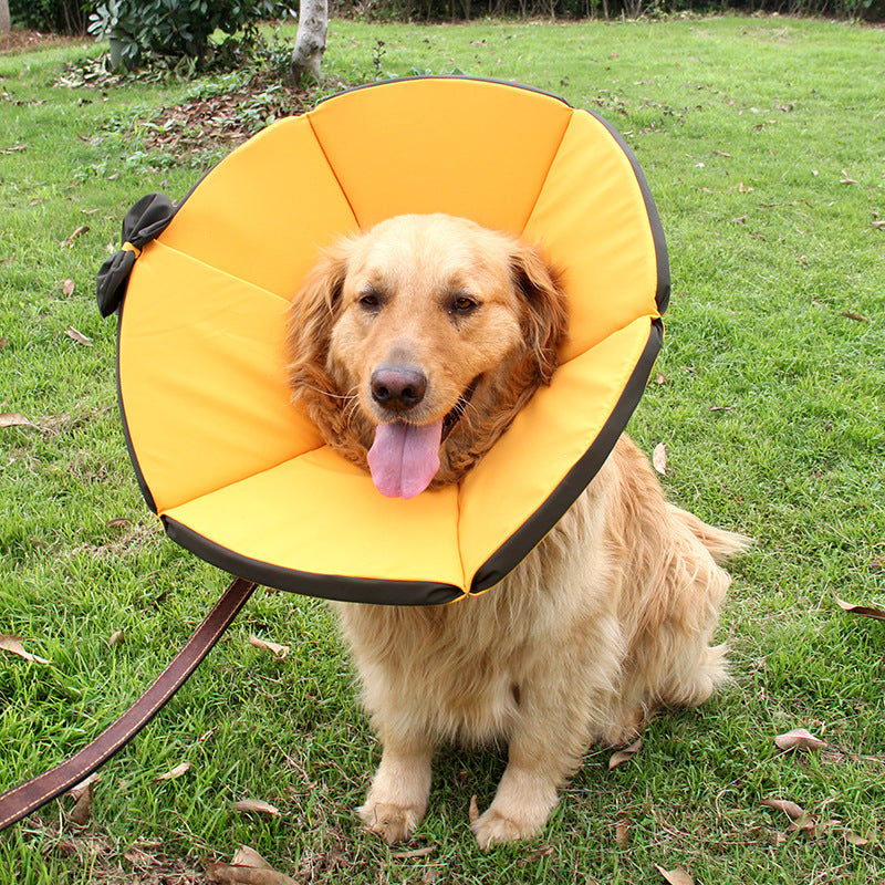 Pet Supplies Dog Sick Care Collar Pets Gym From House Yellow 2XL